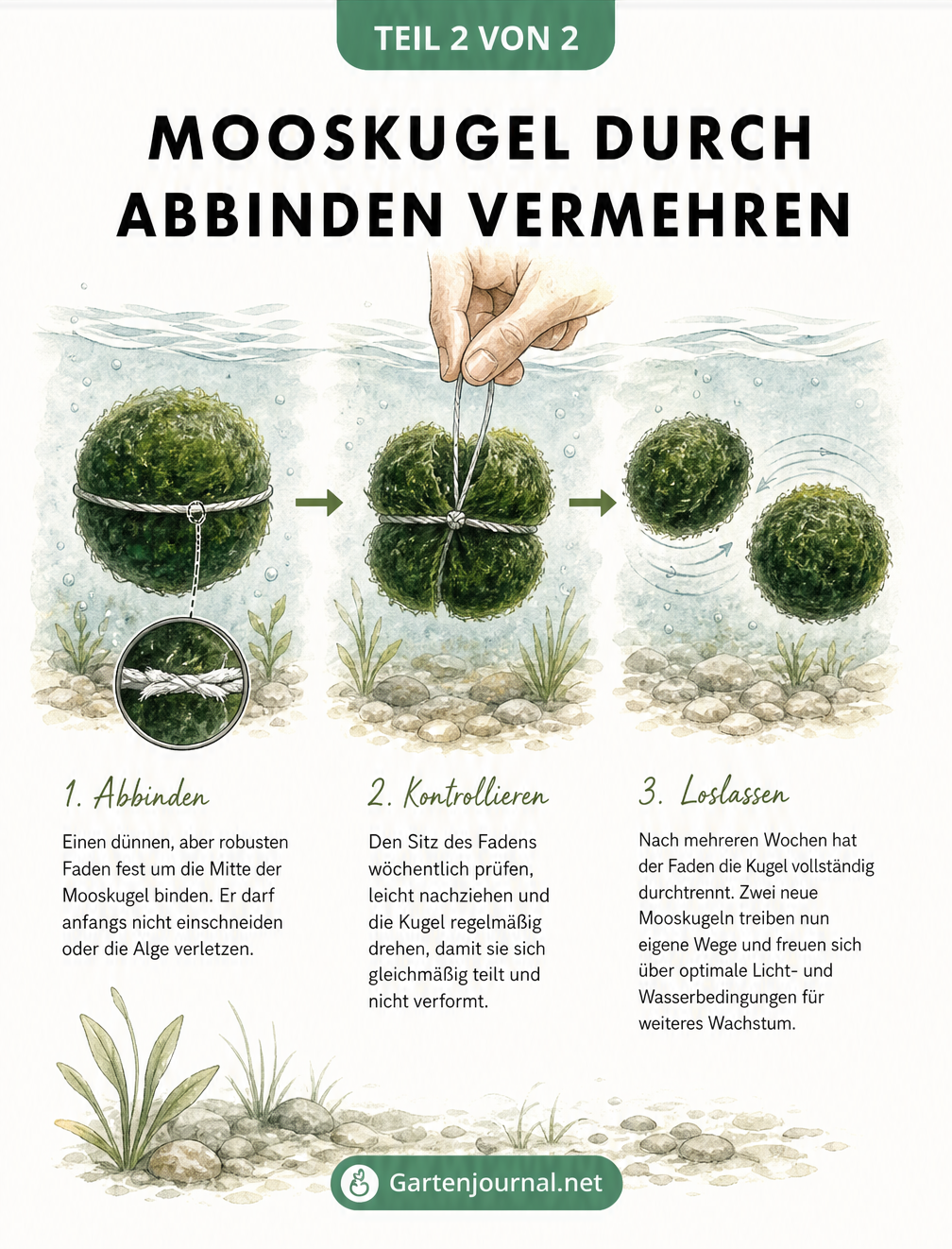 Illustration der Vermehrung einer Mooskugel durch Abbinden mit einem Faden im Wasser