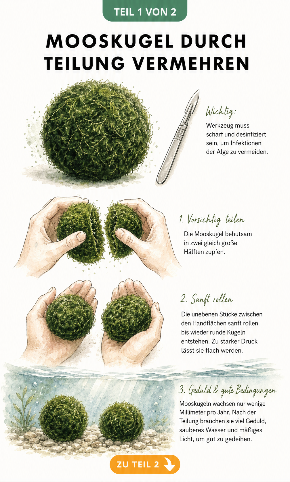 Botanische Illustration der Vermehrung einer Mooskugel durch Teilung mit Skalpell und Händen