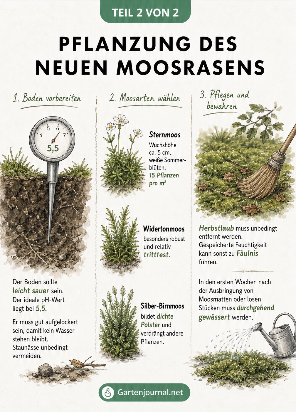 Illustration zur Pflanzung von Moosrasen mit Erdschnitt, drei Moosarten und einem fertigen Moosteppich im Halbschatten
