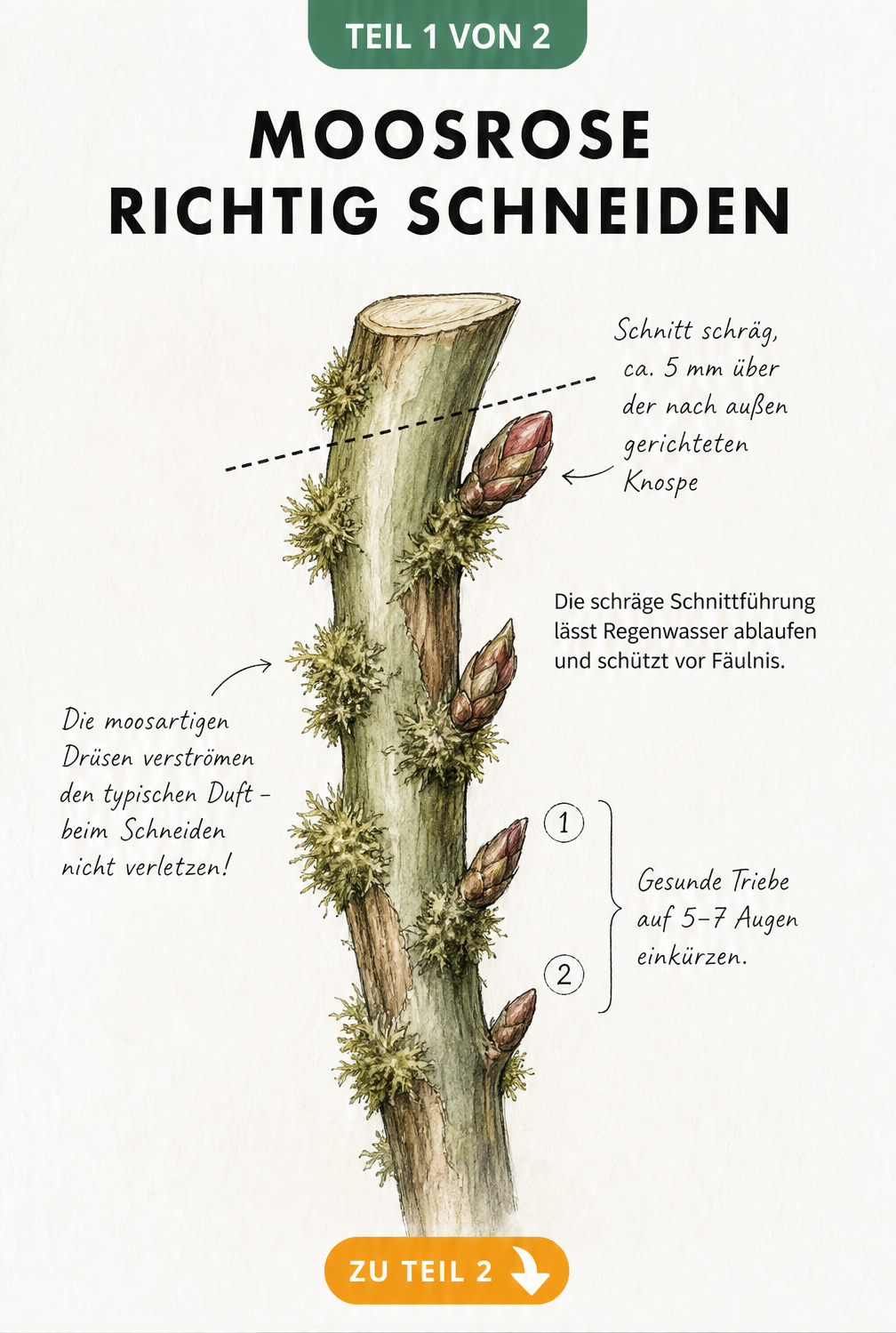 Botanische Illustration eines Moosrosen-Triebes mit Schnittwinkel und Knospen
