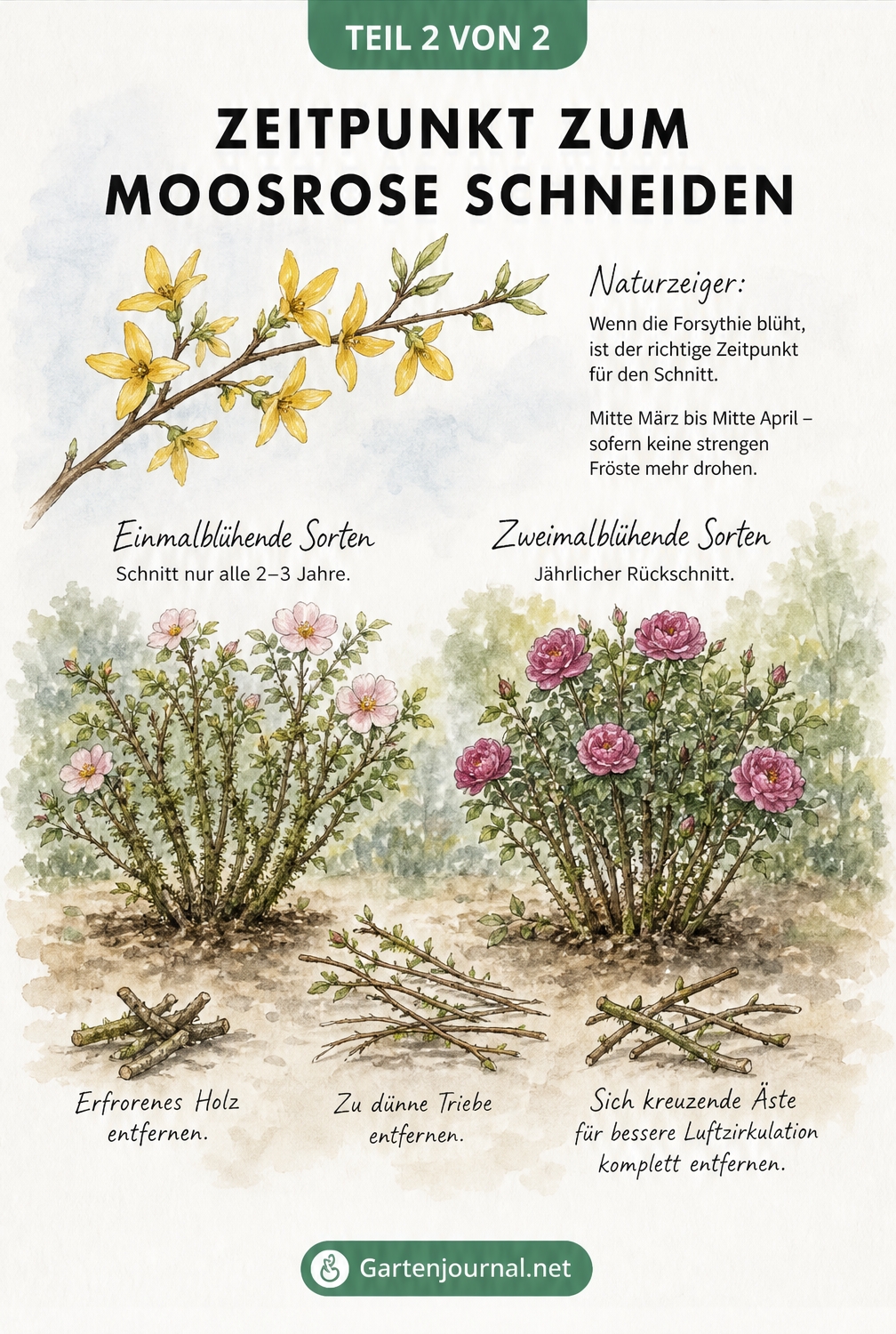 Aquarell-Skizze von Forsythien und Moosrosen-Sträuchern mit Schnittanleitung