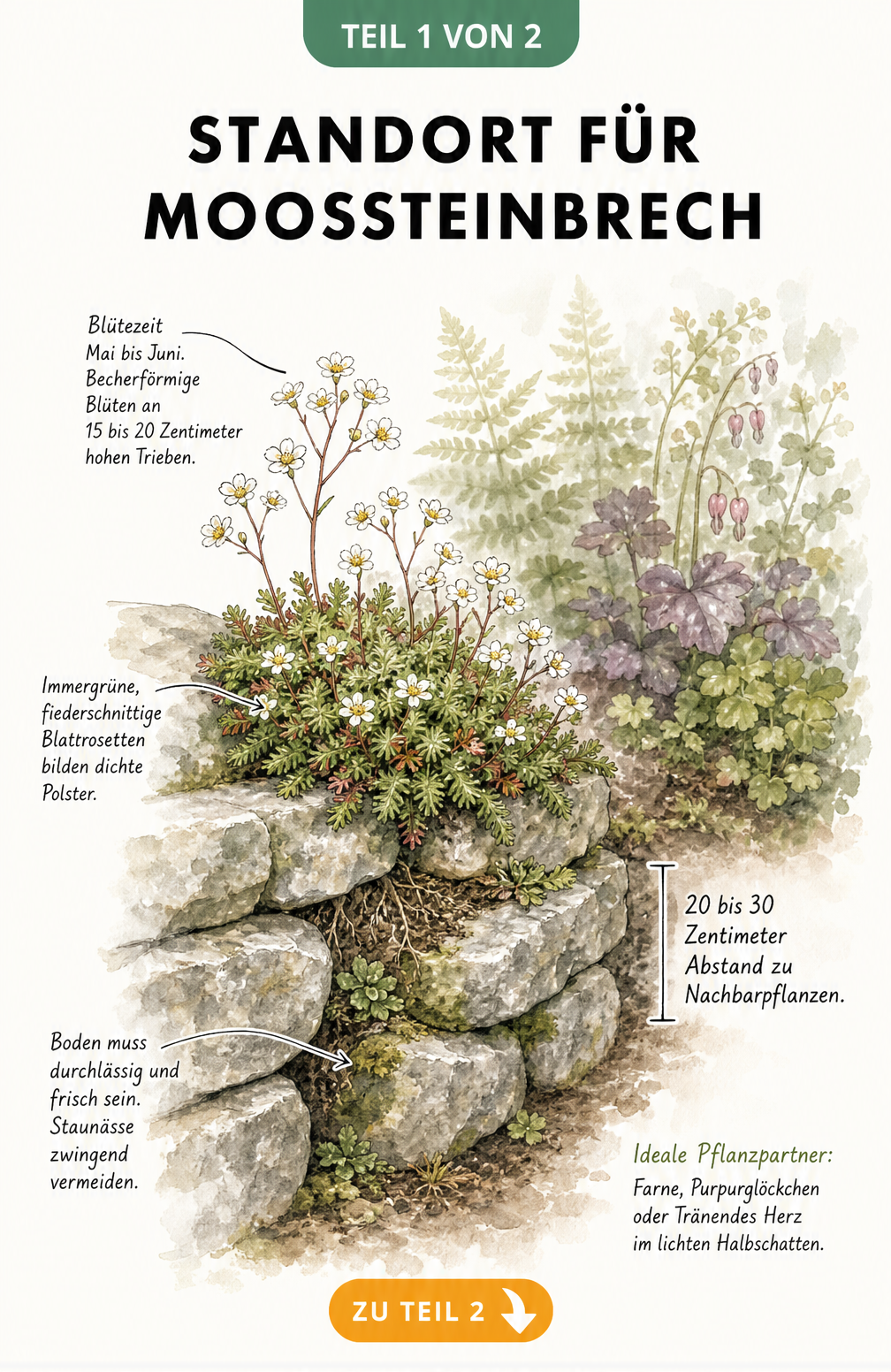 Illustration eines Moossteinbrech-Polsters auf einer Natursteinmauer mit Hinweisen zu Blütezeit, Blättern, Boden und Pflanzabstand.