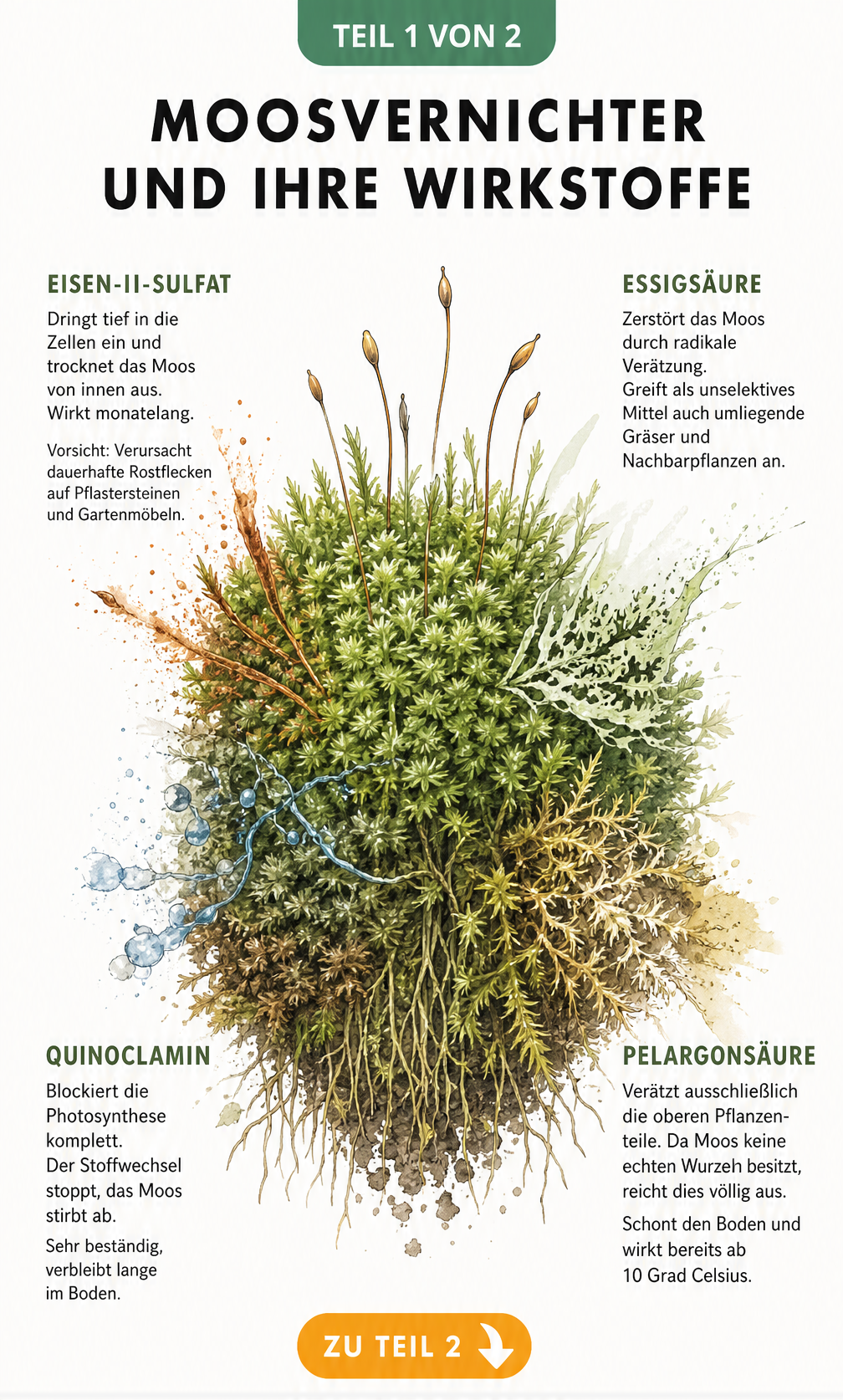 Botanische Illustration eines Moospolsters mit chemischen und biologischen Wirkmechanismen von Moosvernichtern wie Eisen-II-Sulfat, Quinoclamin, Essigsäure und...