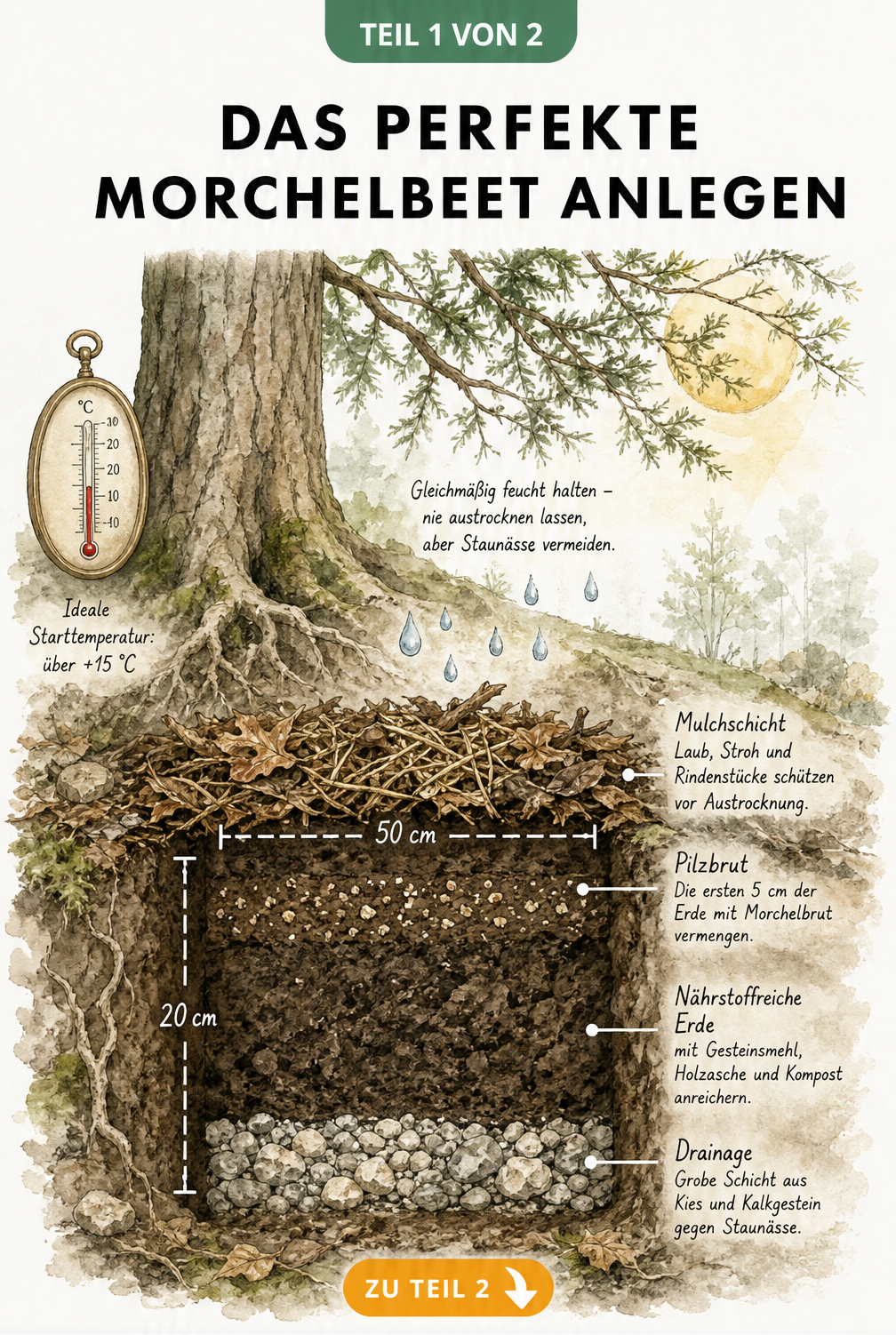 Querschnitt eines Morchelbeets mit Drainageschicht, Erde, Pilzbrut und Mulchschicht unter einem Baum