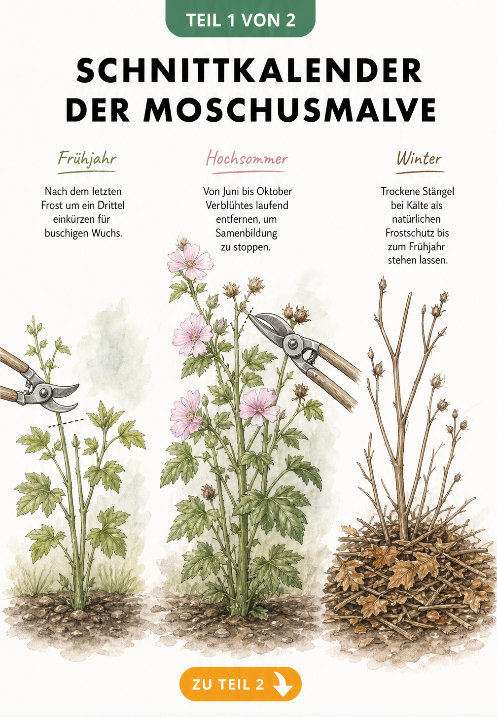 Botanische Illustration der Moschusmalve in drei Jahreszeiten mit Schnittanleitungen für Frühjahr, Sommer und Winter