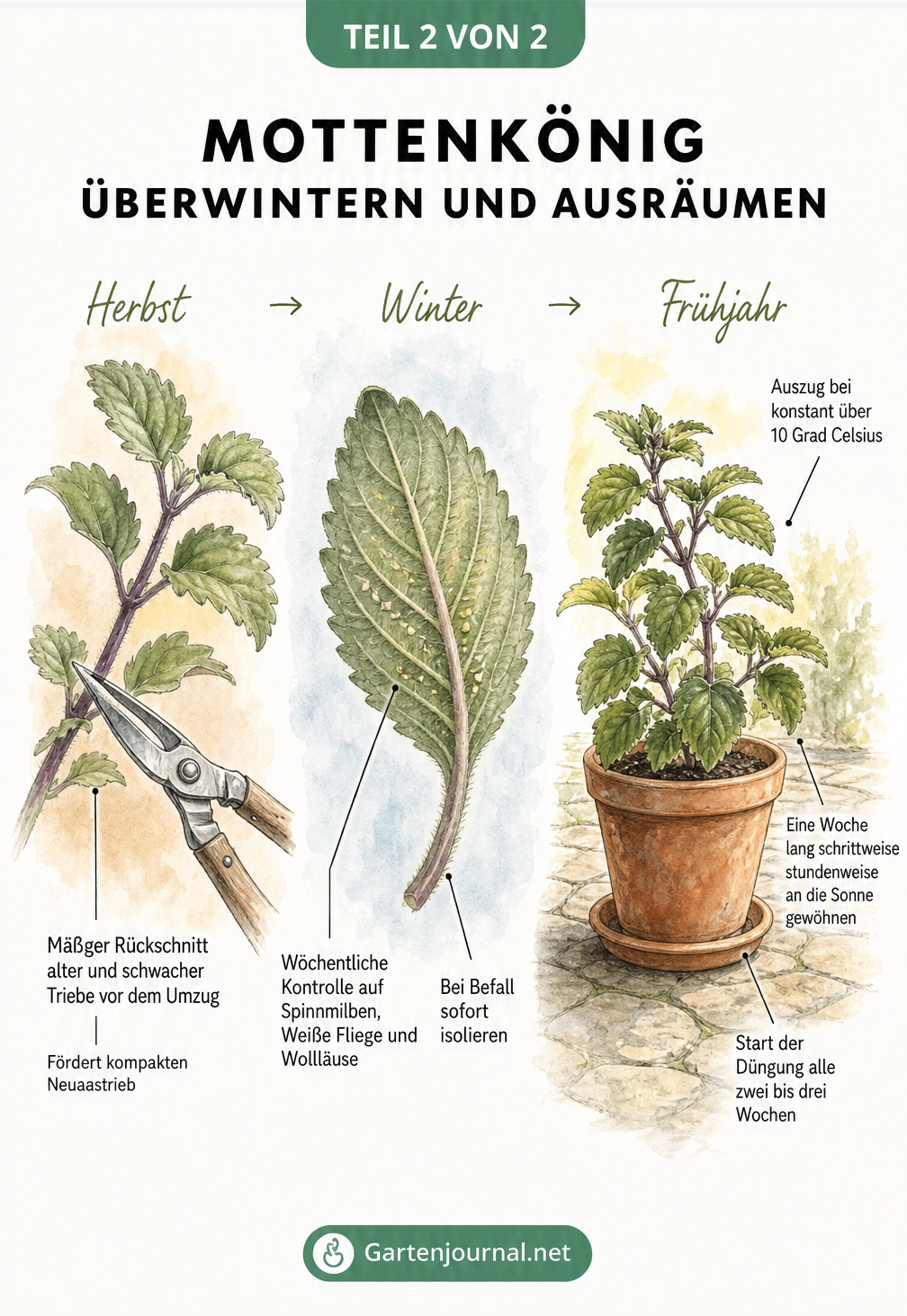 Dreiteilige Illustration zum Mottenkönig: Rückschnitt im Herbst, Schädlingskontrolle im Winter und Ausräumen im Frühjahr