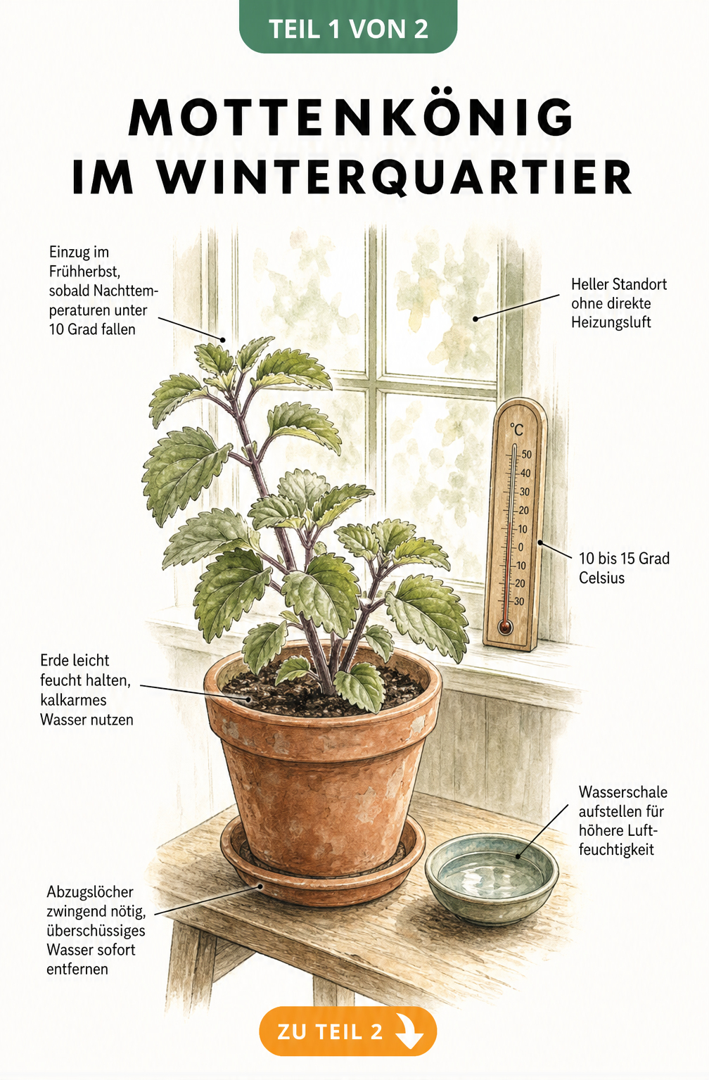 Botanische Illustration eines Mottenkönigs im Terrakottatopf am Fenster mit Pflegetipps für das Winterquartier