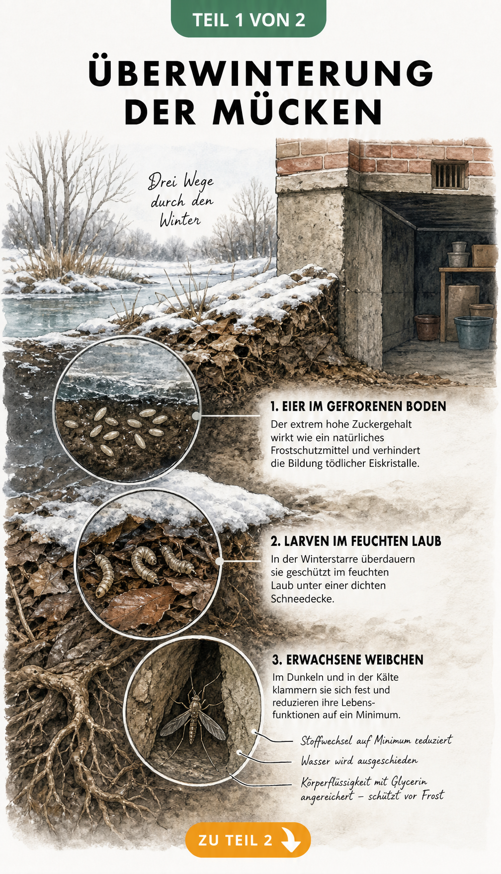 Querschnitt-Illustration der Überwinterungsstrategien von Mücken im Garten und Hausfundament