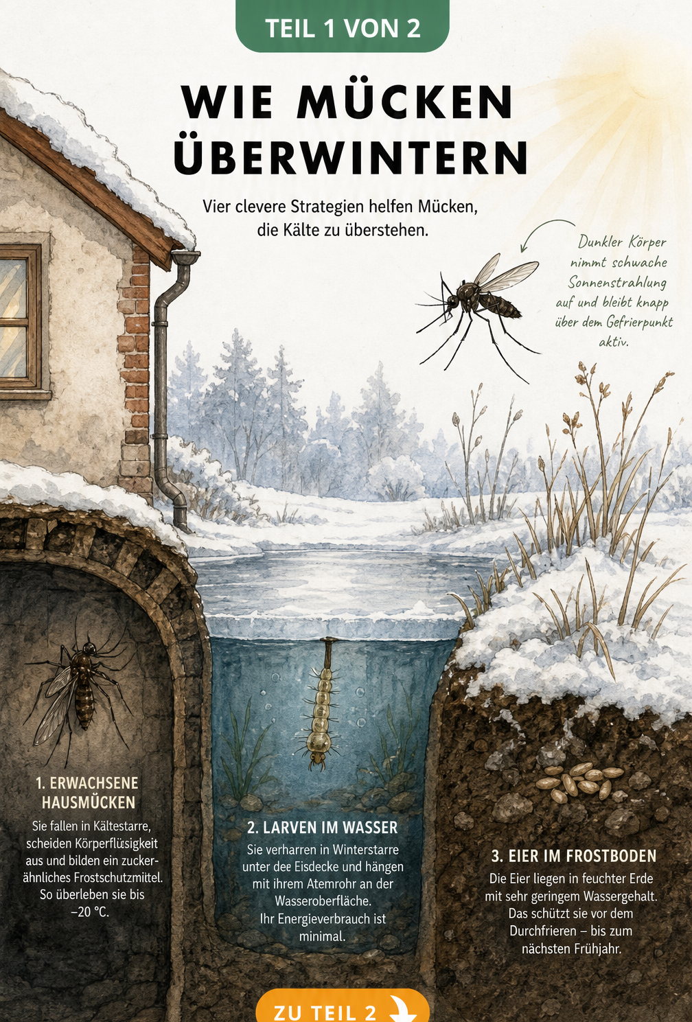 Querschnitt einer Winterlandschaft mit Haus, Teich und Wiese, der zeigt, wie Mücken in Kältestarre, als Larven unter Eis oder als Eier im Frostboden...