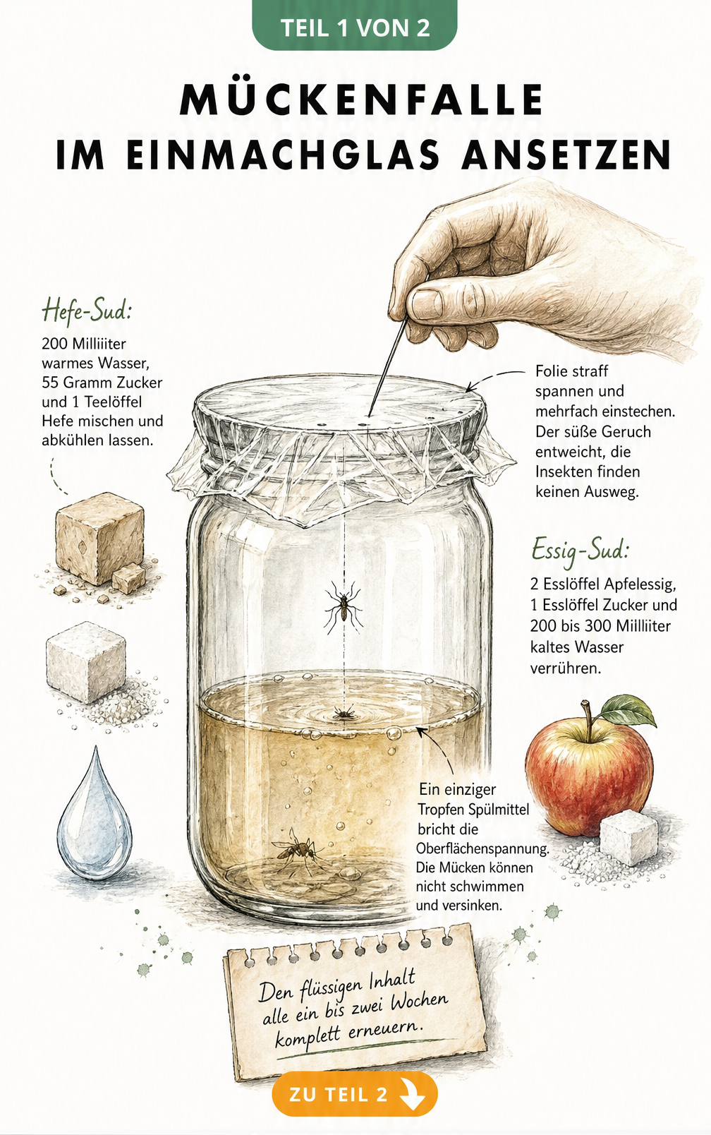 Illustration einer Mückenfalle im Einmachglas mit Hefe- und Essig-Sud