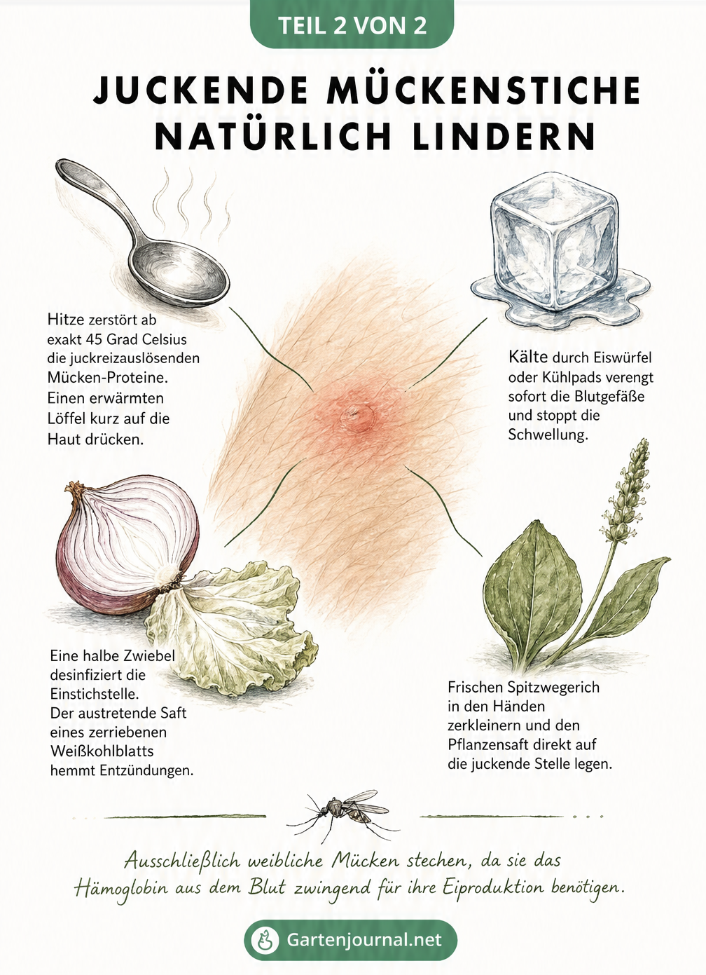 Illustration von Hausmitteln gegen Mückenstiche wie Hitze, Eis, Zwiebel und Spitzwegerich