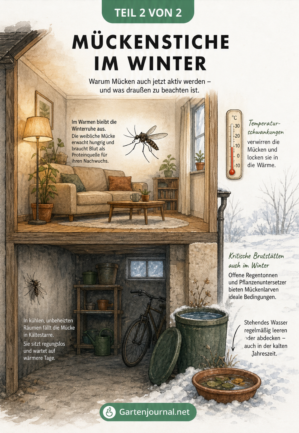 Zweigeteilte Haus-Illustration: Unten eine Mücke in Kältestarre im kühlen Abstellraum, oben eine aktive Mücke im beheizten Wohnzimmer.