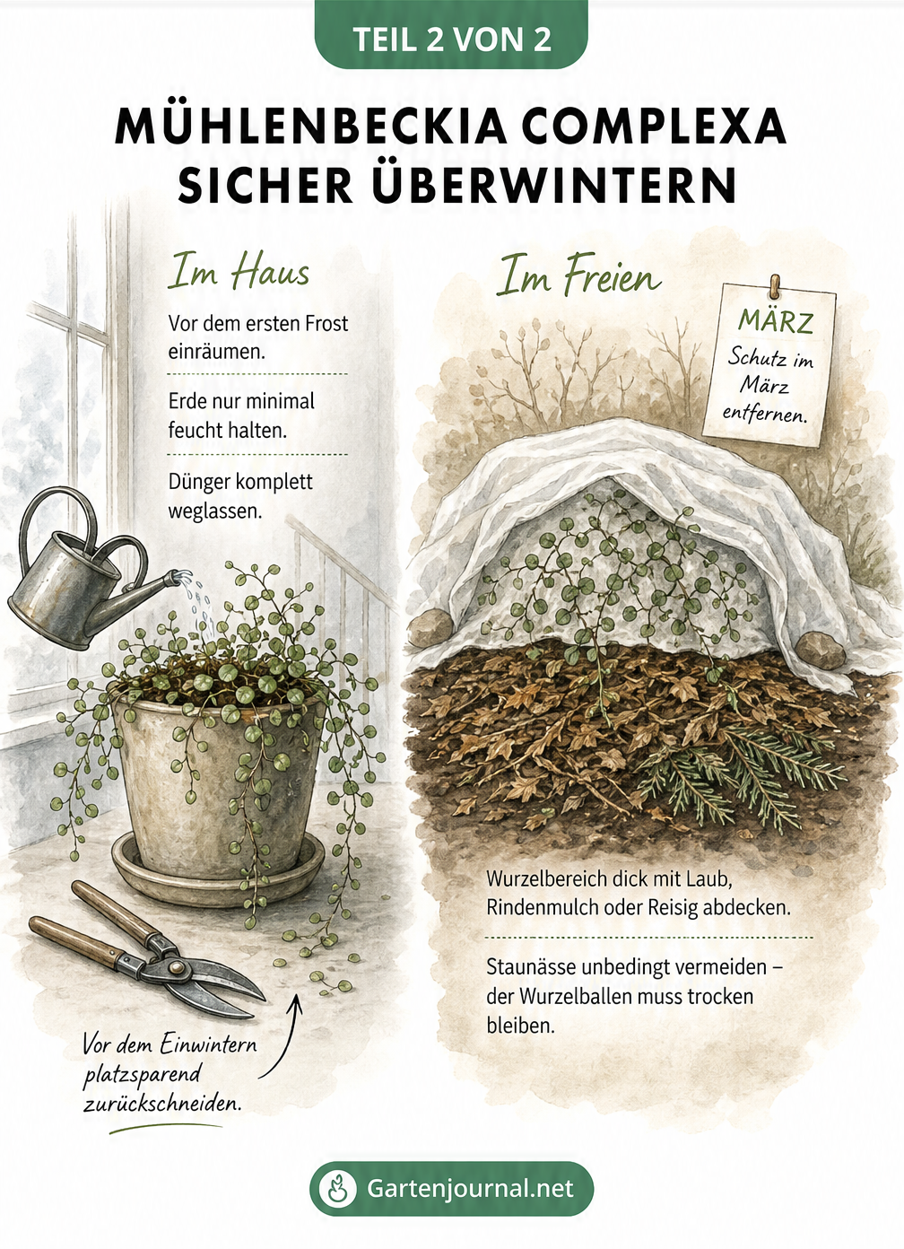 Zwei Szenen zur Überwinterung der Mühlenbeckia complexa: links im Haus am kühlen Fenster, rechts im Freien mit Mulchschicht und Wintervlies.