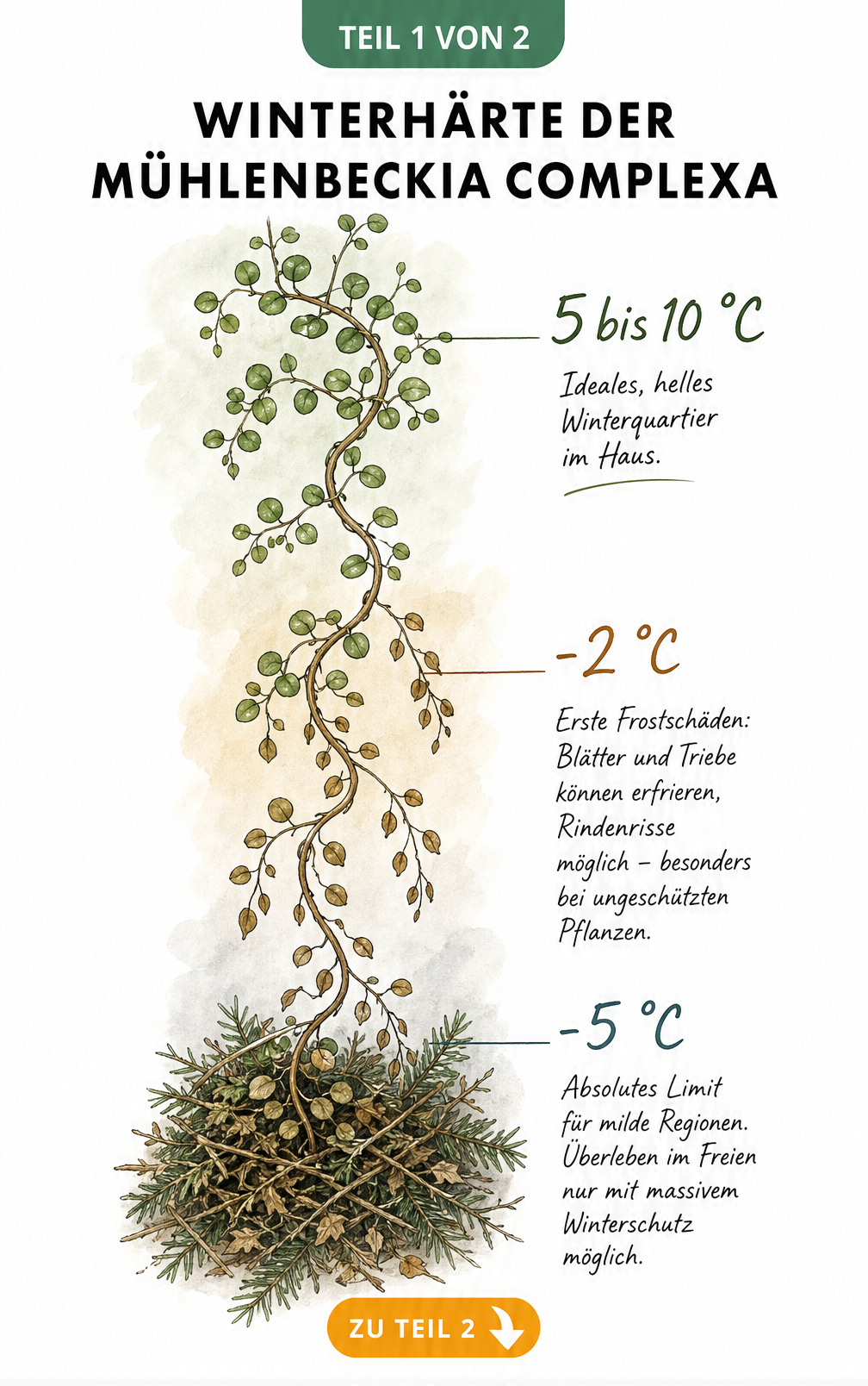 Handgezeichnete Ranke der Mühlenbeckia complexa als Temperaturskala, die zeigt, wie sich die Blätter bei 5 bis 10 °C, -2 °C und -5 °C verändern.