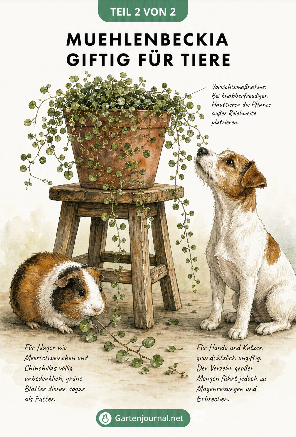 Illustration einer Muehlenbeckia im Topf mit einem Meerschweinchen und einem Hund, inklusive Hinweisen zur Verträglichkeit für Haustiere