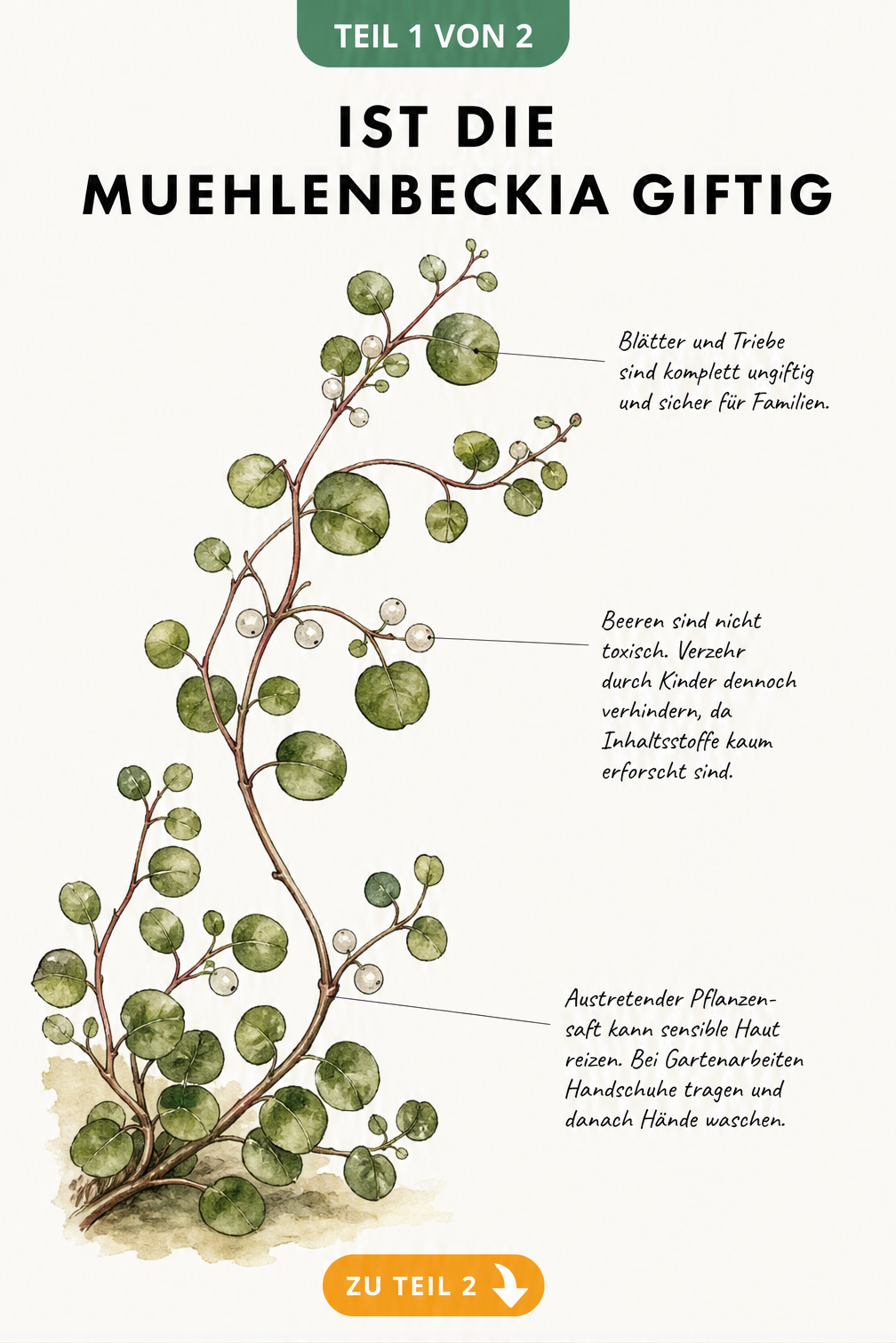Botanische Illustration eines Muehlenbeckia-Zweigs mit Hinweisen zur Ungiftigkeit von Blättern und Beeren für Menschen