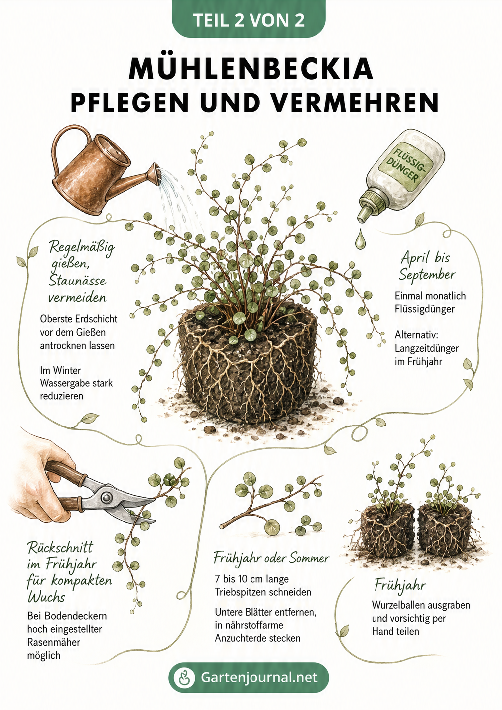 Zeichnung zur Pflege und Vermehrung der Mühlenbeckia mit Gießkanne, Dünger, Gartenschere und Stecklingen