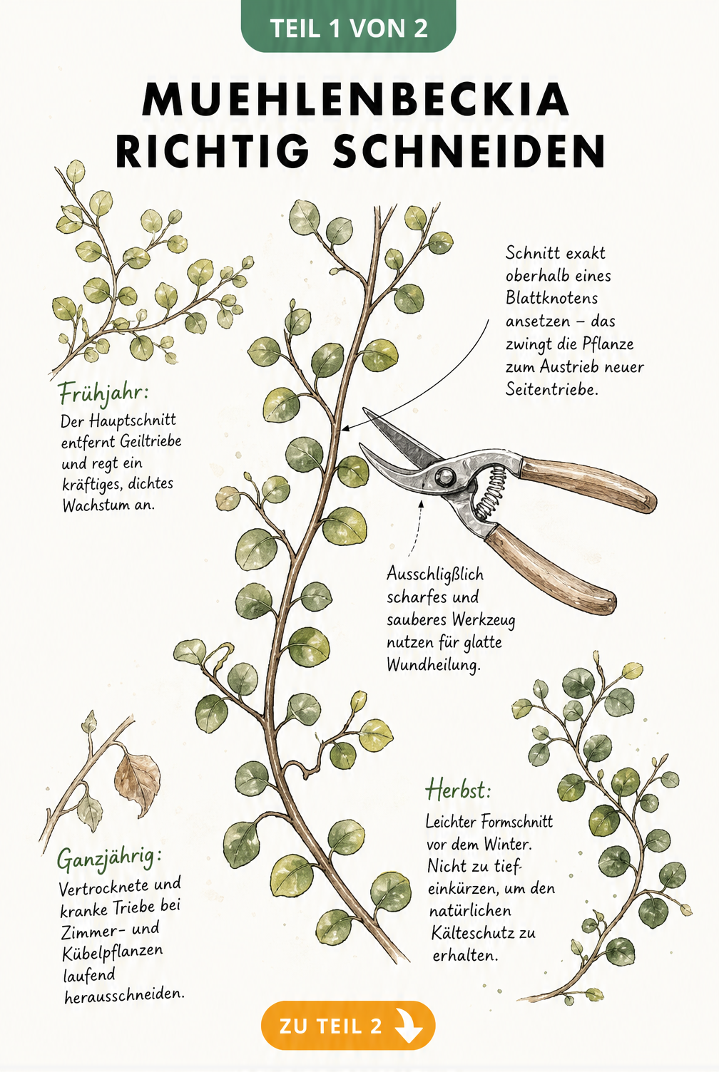 Botanische Illustration eines Muehlenbeckia-Triebes mit Gartenschere und Erklärungen zum Schnitt im Frühjahr, Herbst und ganzjährig