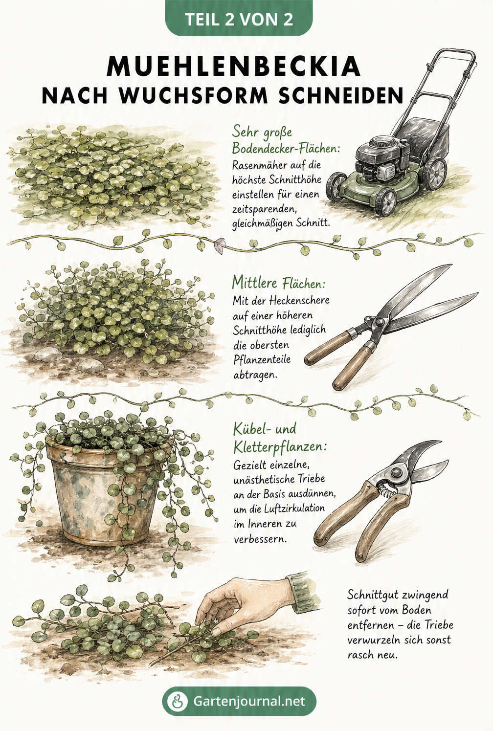 Illustration verschiedener Wuchsformen der Muehlenbeckia mit passendem Werkzeug wie Rasenmäher, Heckenschere und Gartenschere
