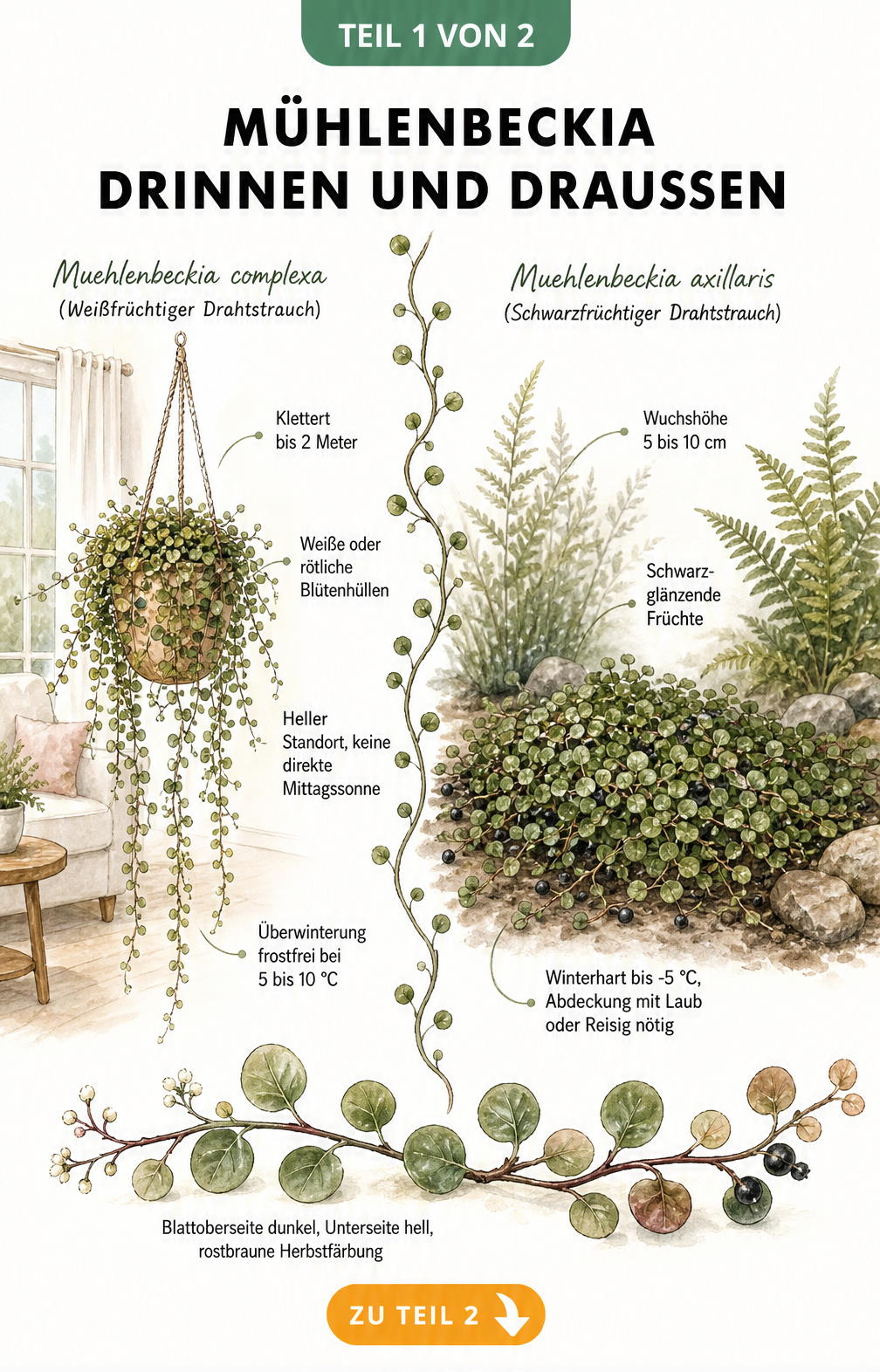 Illustration der Mühlenbeckia als Zimmerpflanze in einer Ampel und als Bodendecker im Garten mit Pflegehinweisen