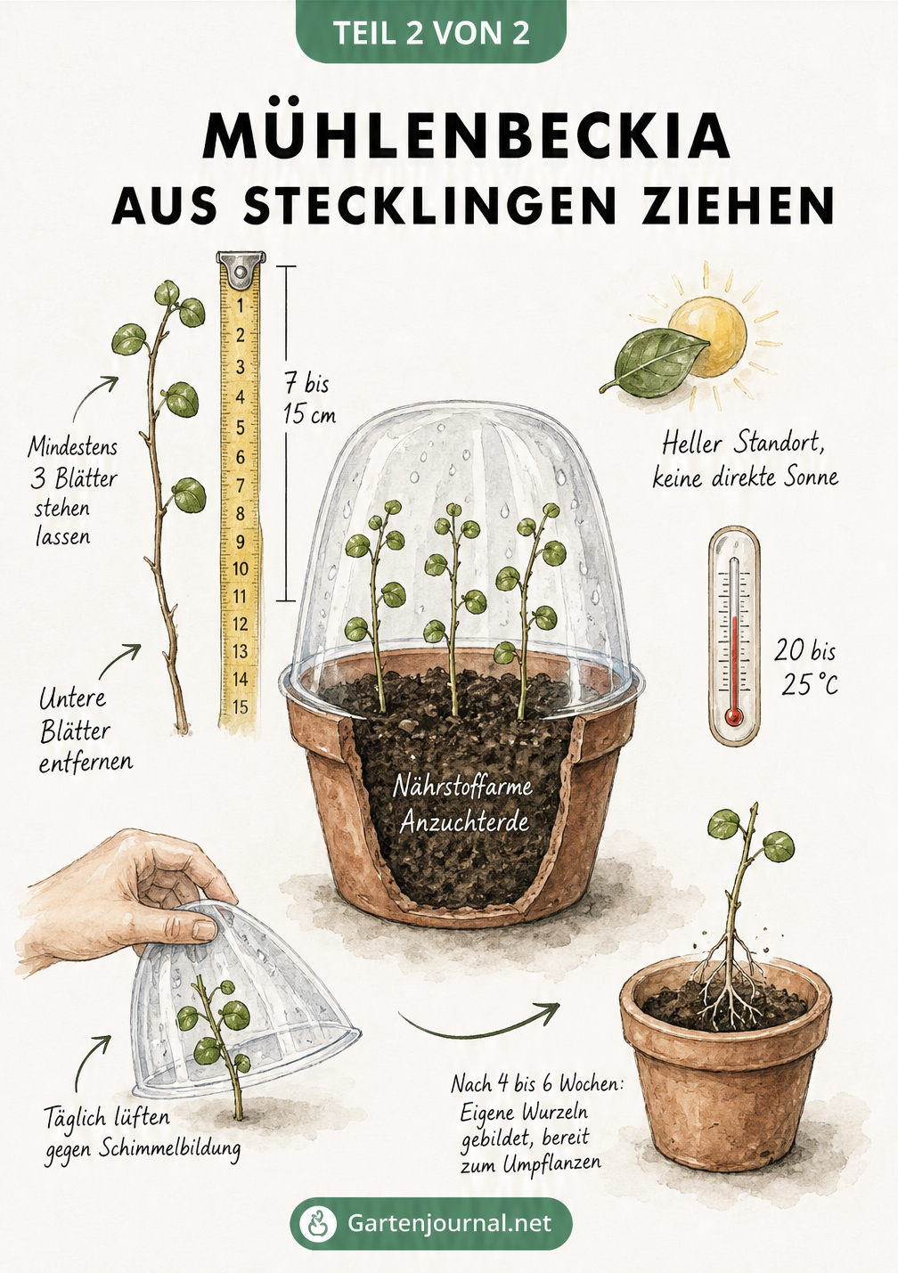 Detailzeichnung zur Stecklingsvermehrung der Mühlenbeckia mit Maßband, Anzuchttopf unter Plastikhaube und Hinweisen zu Temperatur und Standort.