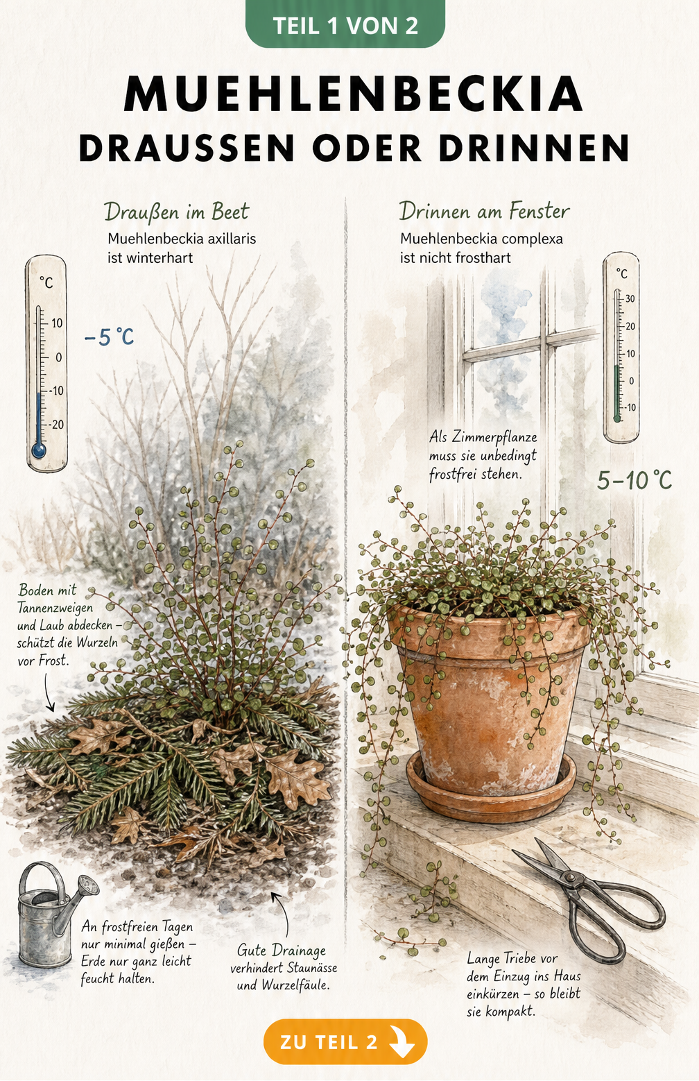 Illustration der Überwinterung von Muehlenbeckia axillaris im Freien mit Laubschutz und Muehlenbeckia complexa im Haus bei 5 bis 10 Grad