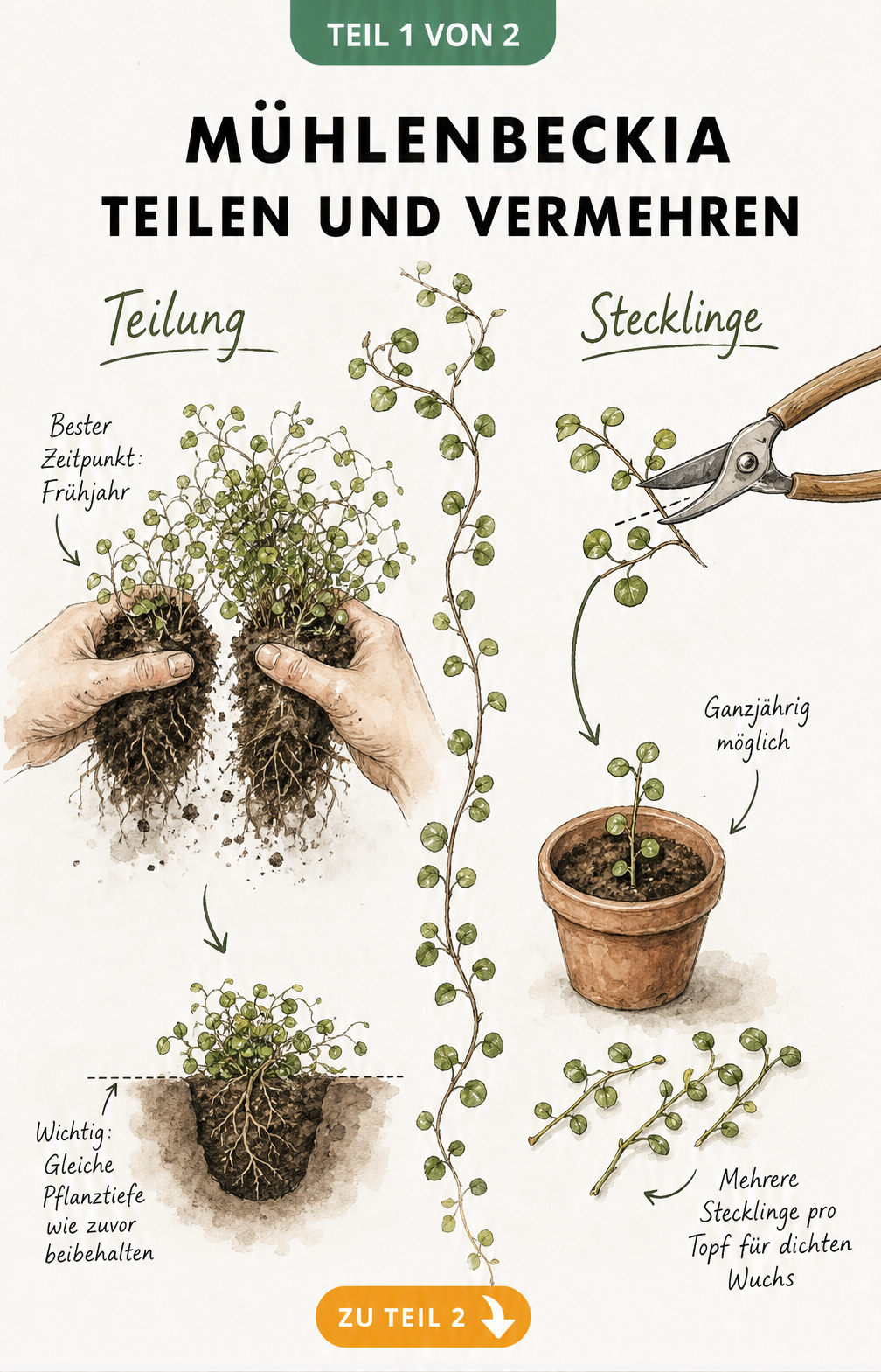 Illustration der Mühlenbeckia-Vermehrung durch Teilung und Stecklinge mit Händen, die einen Wurzelballen teilen, und einer Schere, die einen Trieb abschneidet.