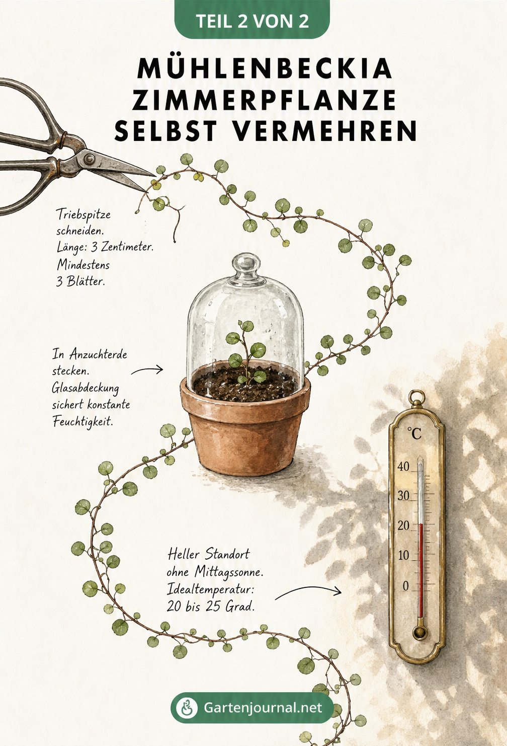 Botanische Illustration eines Mühlenbeckia-Triebes, der die Schritte der Vermehrung durch Stecklinge zeigt: Schneiden der Triebspitze, Einpflanzen in...