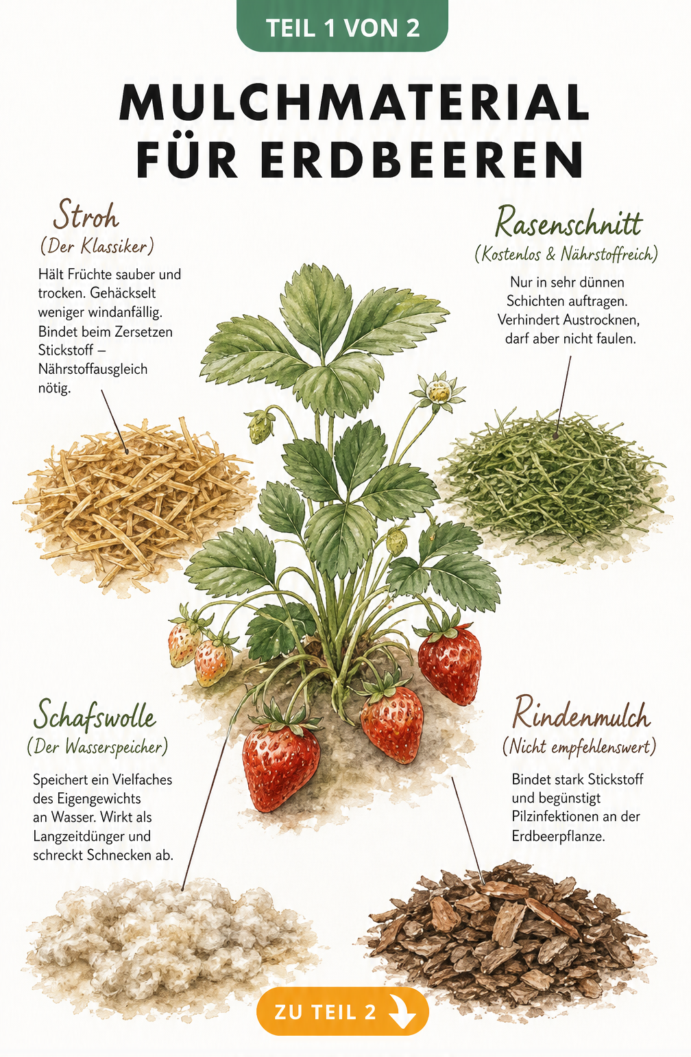 Illustration verschiedener Mulchmaterialien für Erdbeeren wie Stroh, Rasenschnitt, Schafswolle und Rindenmulch