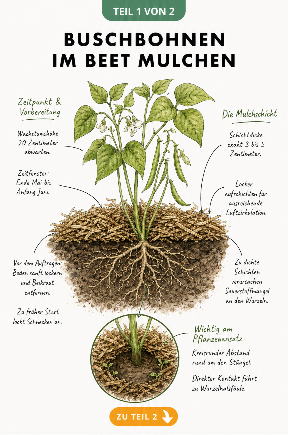 Illustration verschiedener Mulchmaterialien für Buschbohnen wie Rasenschnitt, Komposterde, Falllaub und Hackschnitzel in einem Setzkasten