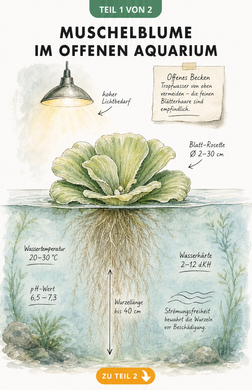Querschnitt eines offenen Aquariums mit einer Muschelblume, die auf der Wasseroberfläche schwimmt und lange Wurzeln ins Wasser streckt.