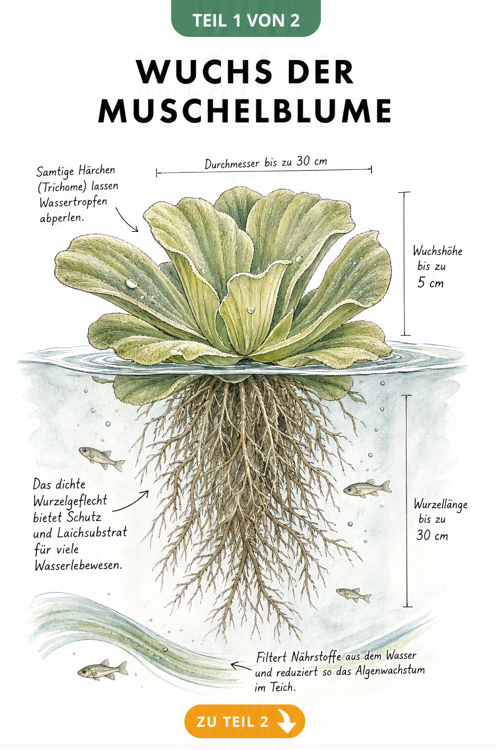 Botanische Querschnitt-Zeichnung der Muschelblume mit Blattrosette über und Wurzelwerk unter Wasser