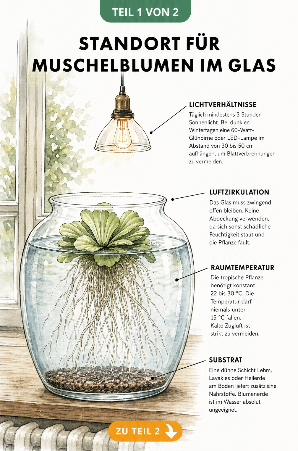 Botanische Illustration einer Muschelblume in einem bauchigen Glas auf einer Fensterbank mit Hinweisen zu Licht, Luftzirkulation, Temperatur und Substrat.