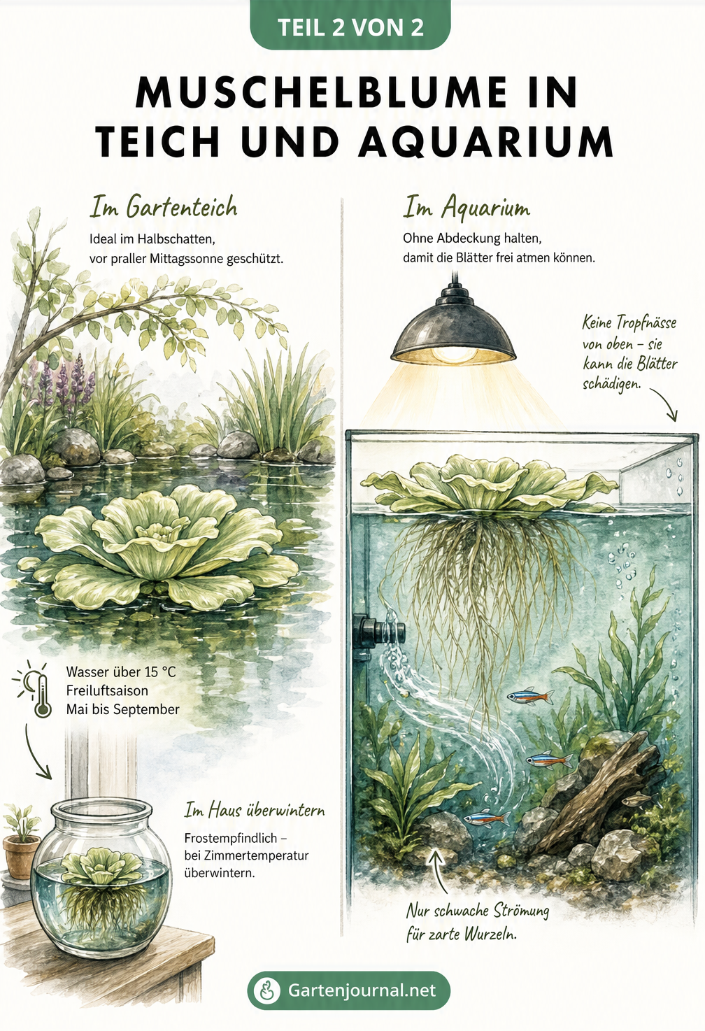 Zweigeteilte Illustration der Muschelblume im Gartenteich im Sommer und im offenen Aquarium zur Überwinterung