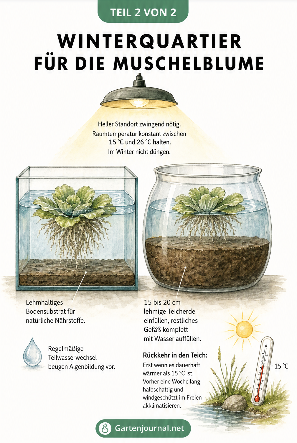 Schnittdarstellung von Aquarium und Kübel als Winterquartier für die Muschelblume mit Pflanzenlampe