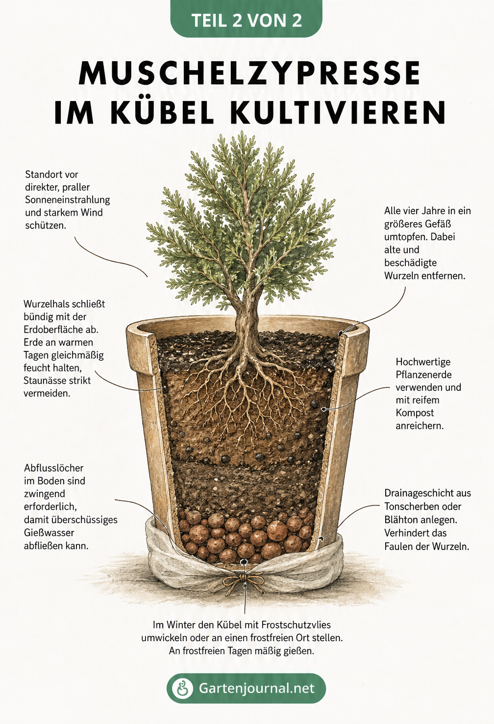Schnittzeichnung eines Pflanzkübels mit einer Muschelzypresse und den verschiedenen Erdschichten
