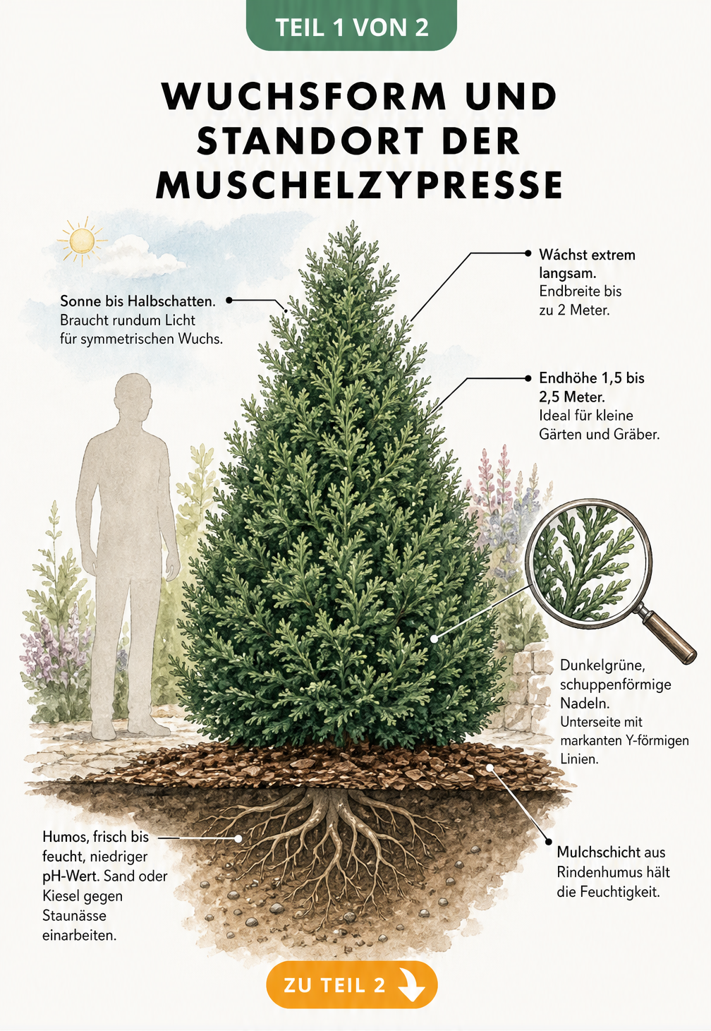 Botanische Illustration der Muschelzypresse 'Nana Gracilis' mit Wuchsform, Nadeln und Bodenbeschaffenheit