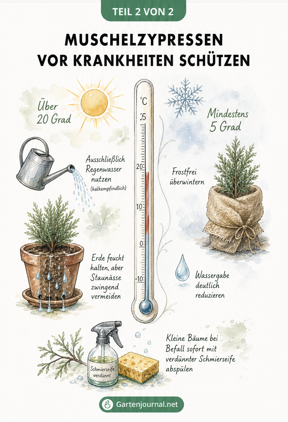 Zweigeteiltes Schaubild mit Thermometer zur Pflege der Muschelzypresse im Sommer und Winter sowie Tipps zur Schädlingsbekämpfung.
