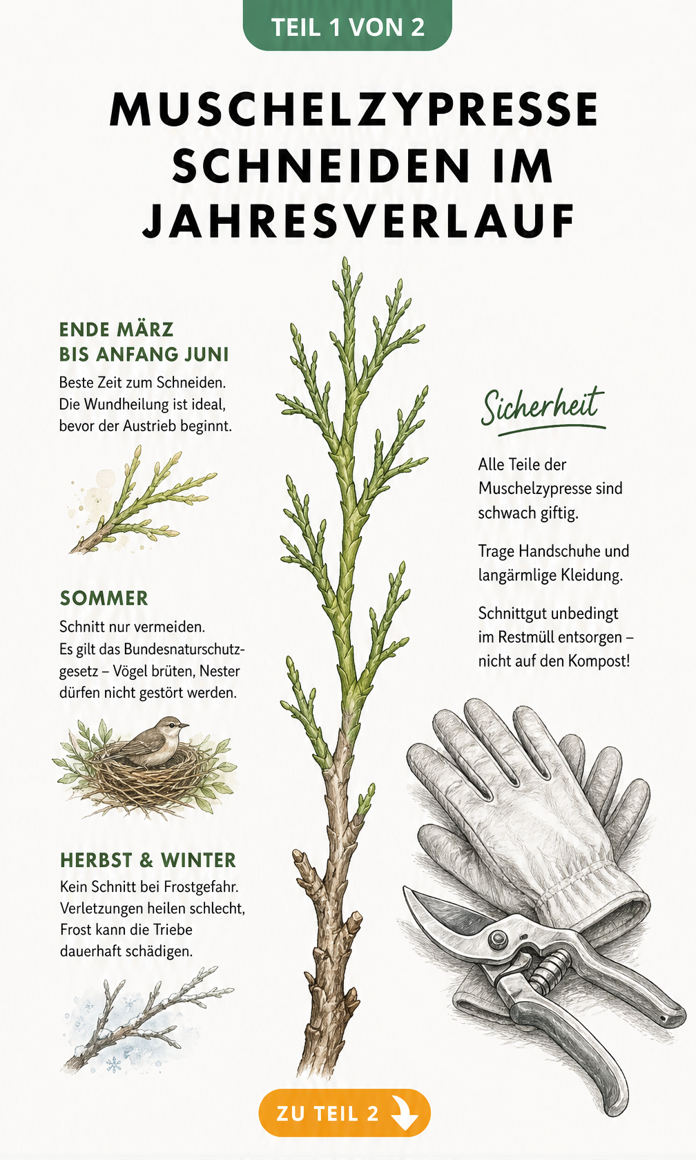 Botanische Illustration eines Muschelzypressen-Zweigs mit Jahreszeiten und Sicherheitshinweisen zum Schneiden