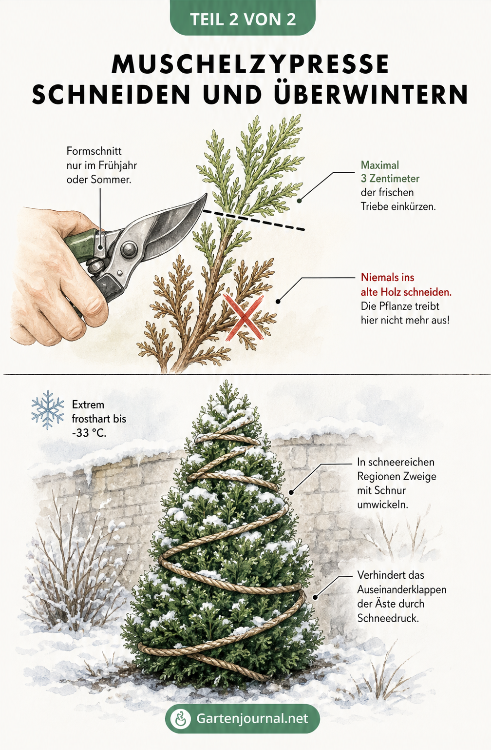 Illustration zum Schneiden und Überwintern der Muschelzypresse mit Gartenschere und Winterschutz