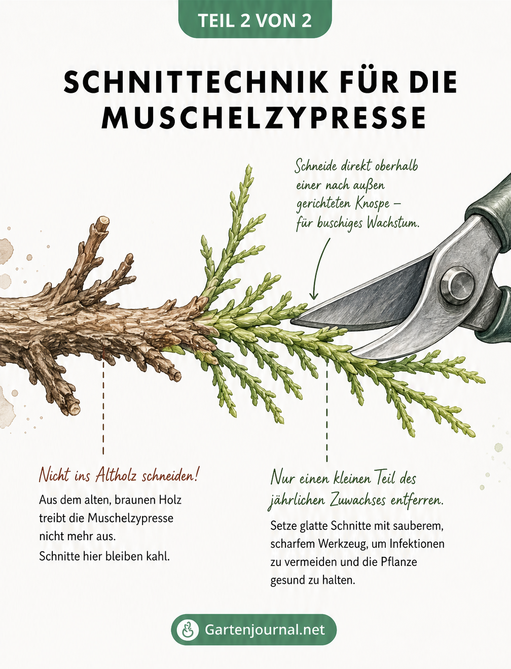 Makro-Illustration eines Muschelzypressen-Triebes mit Gartenschere, die den korrekten Schnitt im grünen Bereich zeigt