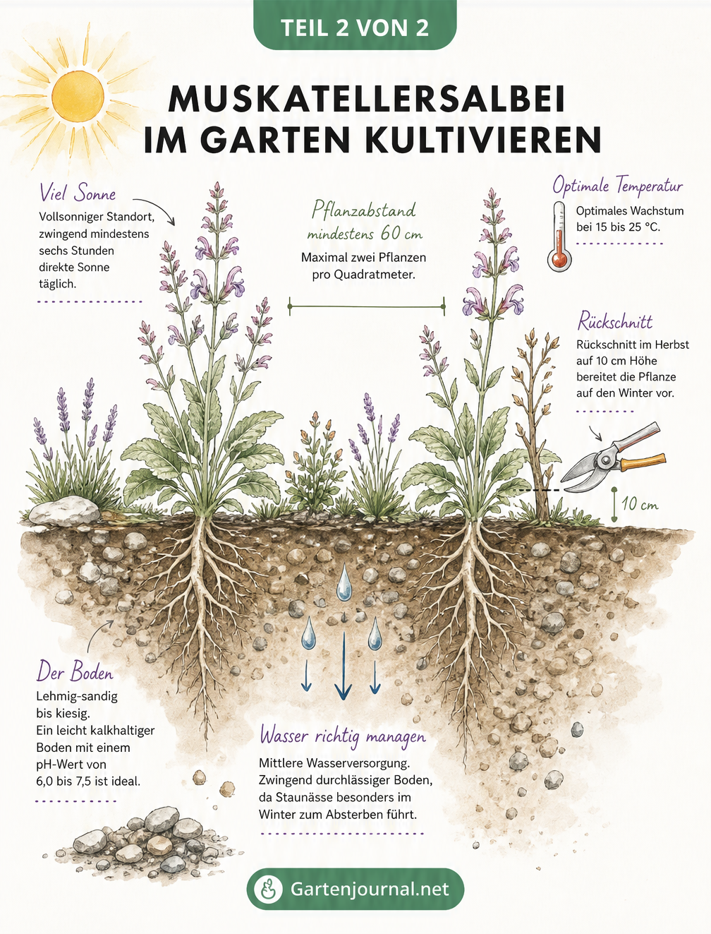 Querschnitt durch ein Gartenbeet mit Muskatellersalbei, der Pflanzabstand, Sonnenbedarf, Rückschnitt und Bodenbeschaffenheit zeigt