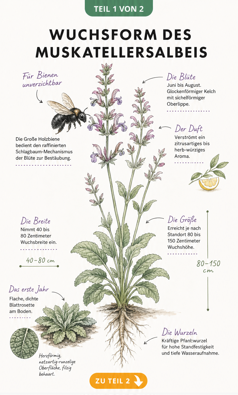 Botanische Illustration der Wuchsform des Muskatellersalbeis im ersten und zweiten Jahr mit Blattrosette, Stängel und Blüte