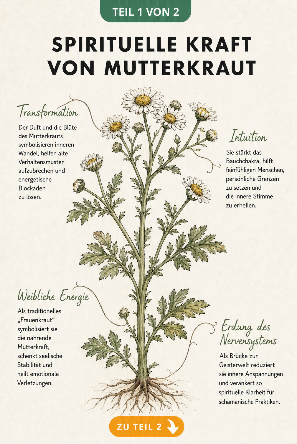 Botanische Illustration von Mutterkraut mit Erklärungen zur spirituellen Bedeutung wie Transformation, Intuition, weibliche Energie und Erdung.