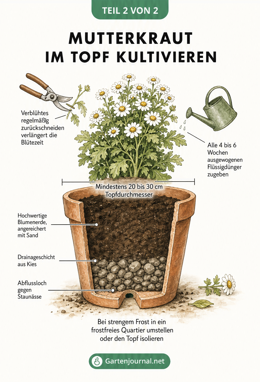 Illustration eines Mutterkrauts im Terrakotta-Topf mit Querschnitt der Drainageschicht und Blumenerde