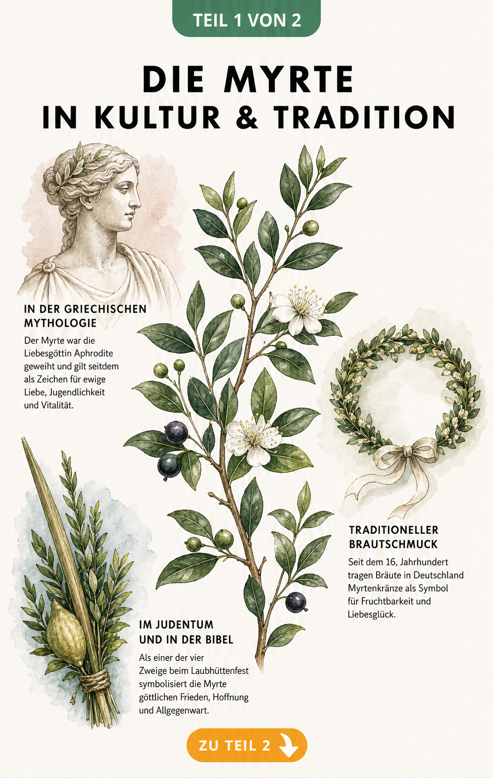 Botanische Illustration eines Myrtenzweigs mit antiker Statue, Brautkranz und Lulav-Strauß