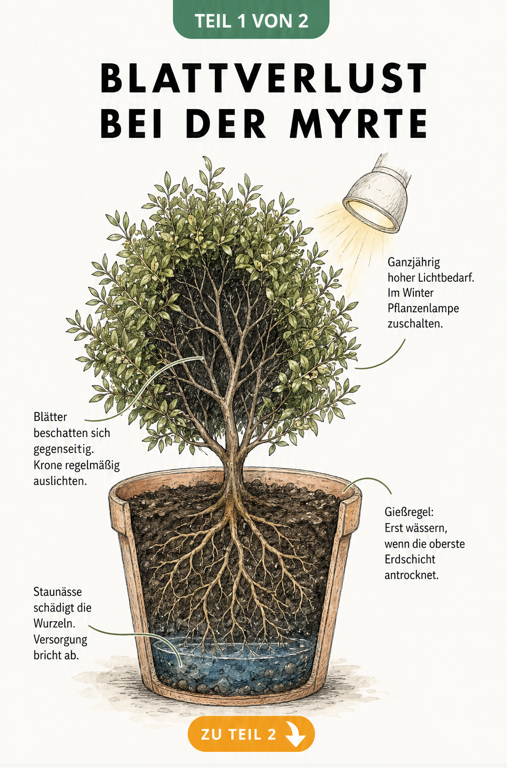 Botanische Illustration einer Myrte im Topf, die Lichtmangel in der Krone und Staunässe im Wurzelbereich zeigt