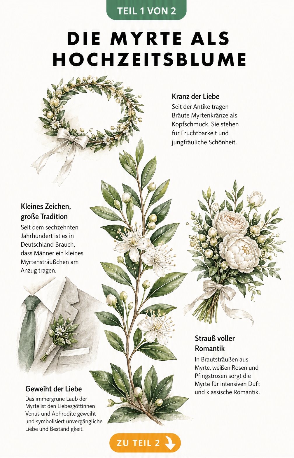 Botanische Illustration eines blühenden Myrtenzweigs mit Details zu Brautkranz, Brautstrauß und Anstecker
