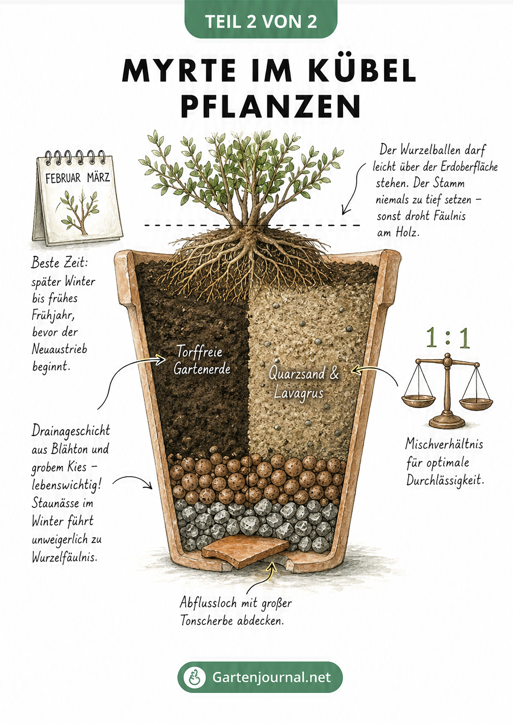Querschnitt eines bepflanzten Topfes mit Myrte, der Drainageschicht, Erdmischung und Pflanztiefe zeigt
