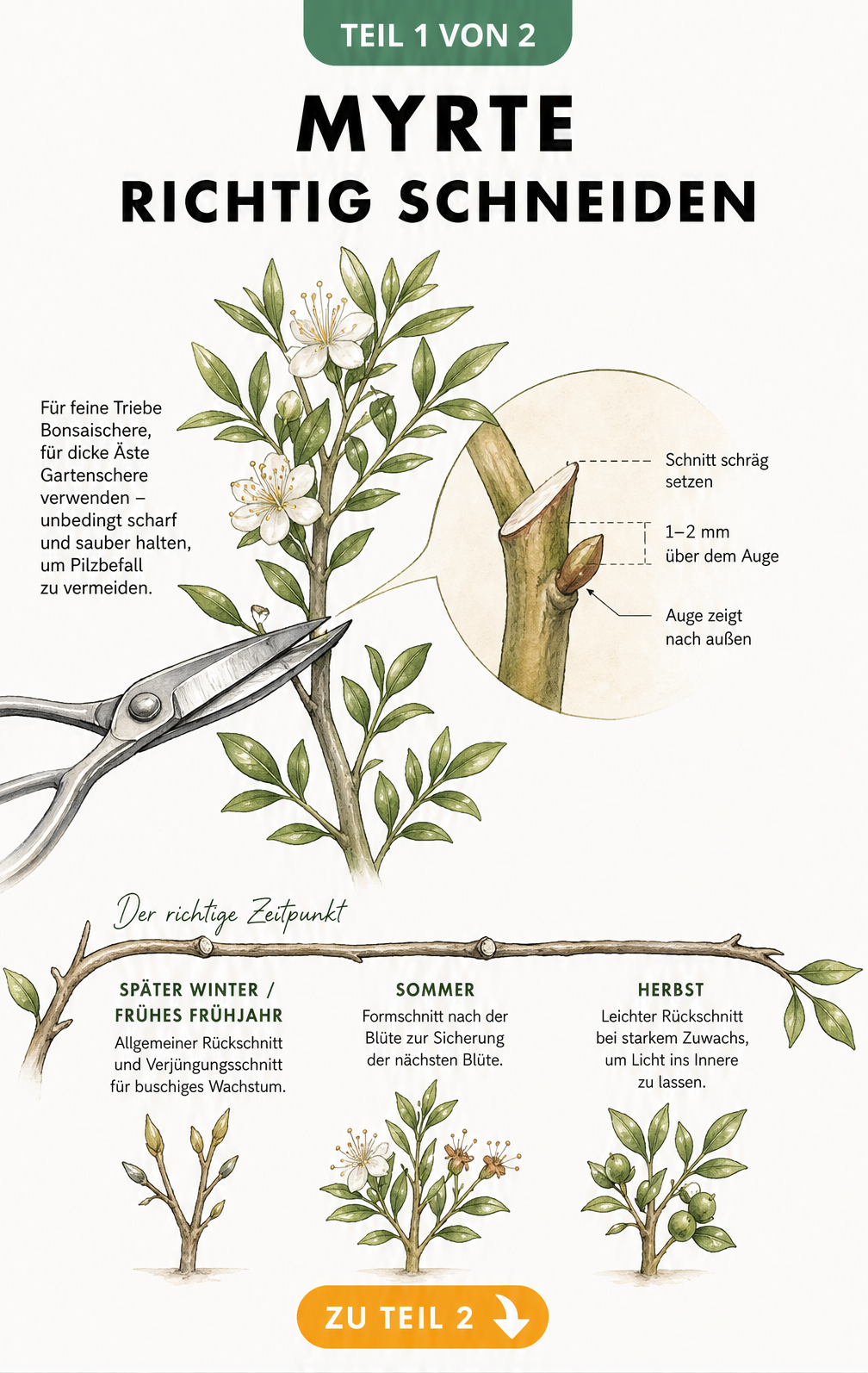 Botanische Illustration eines Myrtenzweigs, die den korrekten schrägen Schnitt über einem Auge mit einer Bonsaischere zeigt, inklusive Zeitstrahl für den...